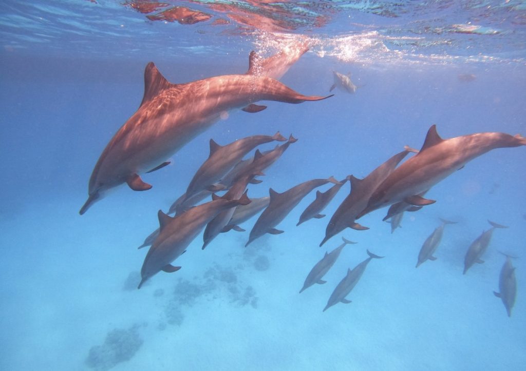 croisière dauphins et Tantra