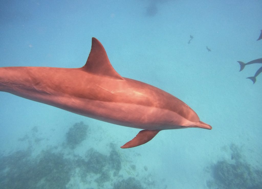 croisière dauphins et Tantra