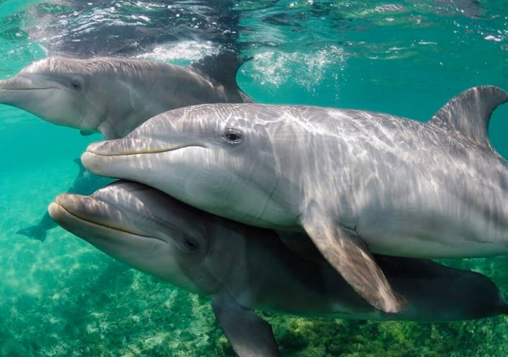 croisiere dauphins et Tantra